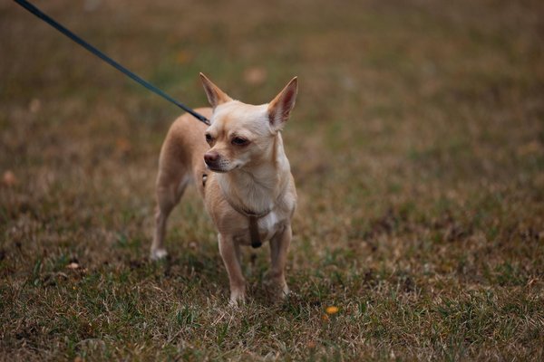 What Are the Benefits of Open-Plan Living for UK Homes?